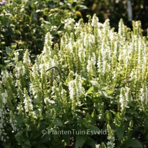 Salvia nemerosa 'Flor Sal White' (SENSATION WHITE)