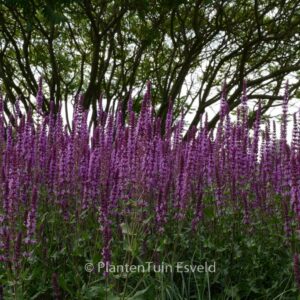 Salvia nemorosa 'Amethyst'