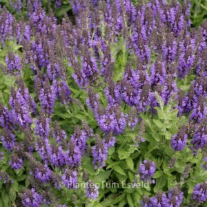 Salvia nemorosa 'Haeumanarc' (MARCUS)