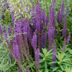 Salvia nemorosa 'Lubeca'