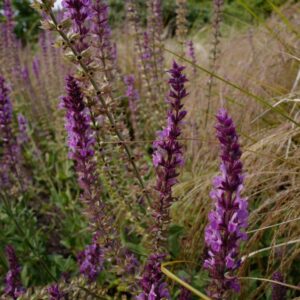 Salvia nemorosa 'Pink Friesland'