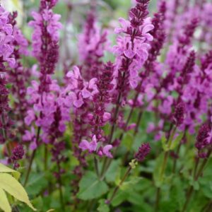 Salvia nemorosa 'Rose Marvel'