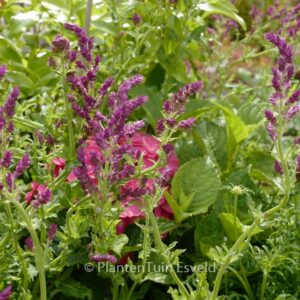 Salvia nemorosa 'Schwellenburg'