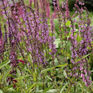 Salvia nemorosa 'Serenade'
