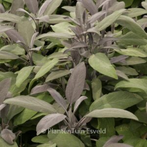 Salvia officinalis 'Purpurascens'