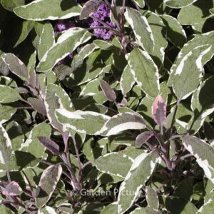 Salvia officinalis 'Tricolor'