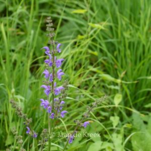 Salvia pratensis