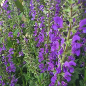 Salvia pratensis 'Fashionista Midnight Model'