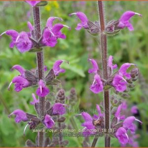 Salvia pratensis 'Royal Crimson Distinction'