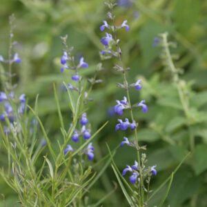 Salvia reptans