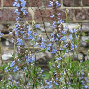 Salvia uliginosa