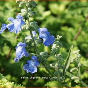 Salvia uliginosa 'African Skies'