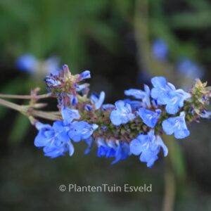 Salvia uliginosa 'Ballon Azul'