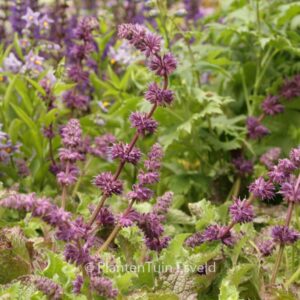 Salvia verticillata 'Purple Rain'