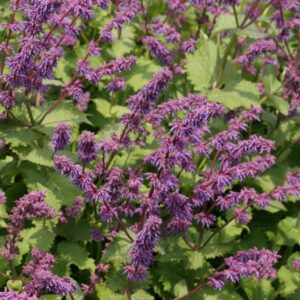 Salvia verticillata 'Smouldering Torches'