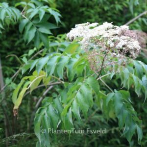 Sambucus canadensis 'Maxima'