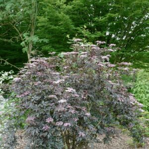 Sambucus nigra 'Gerda' (BLACK BEAUTY)