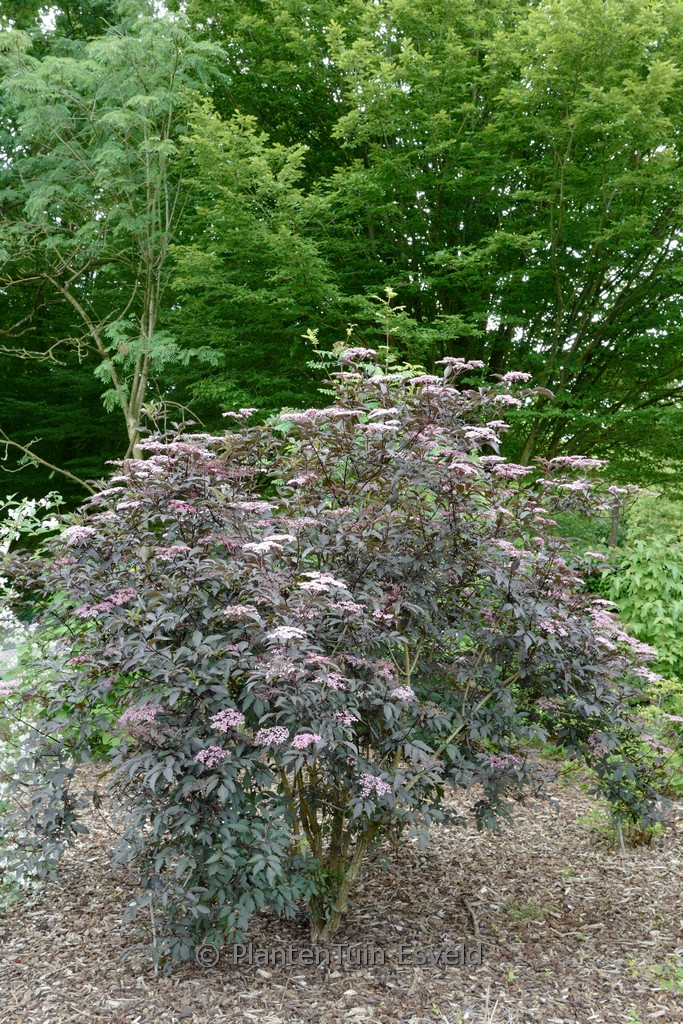 Sambucus nigra 'Gerda' (BLACK BEAUTY)