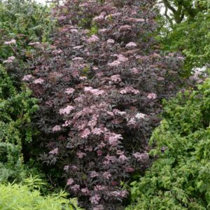 Sambucus nigra 'Guincho Purple'