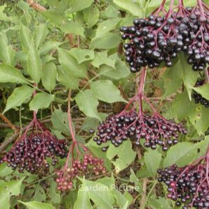 Sambucus nigra 'Haschberg'
