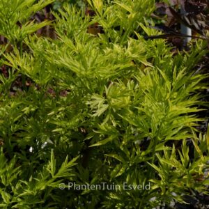 Sambucus nigra 'Jdeboer001' (GOLDEN TOWER)