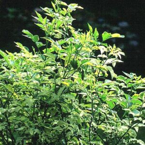 Sambucus nigra 'Madonna'