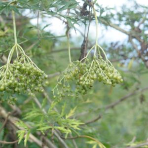 Sambucus nigra 'The Pearl'