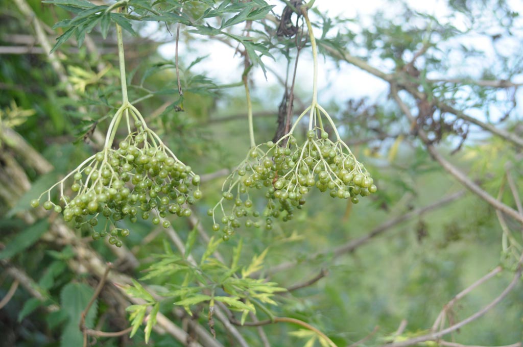Sambucus nigra 'The Pearl'