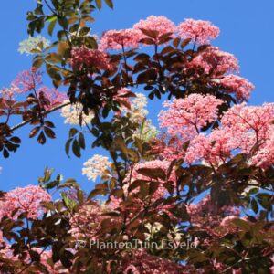 Sambucus nigra 'Thundercloud' (RED HOLY)