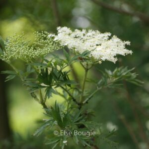Sambucus nigra 'Urban Lace'