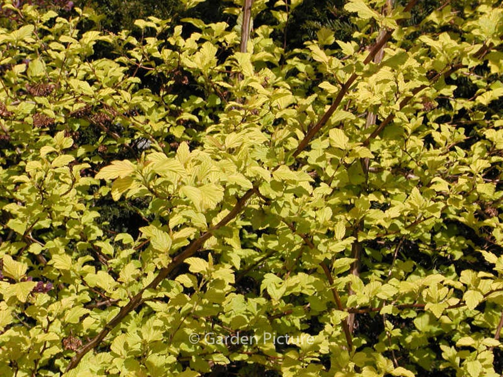 Sambucus racemosa 'Sutherland Gold'