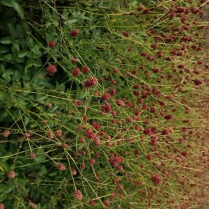 Sanguisorba 'Beetlewings'