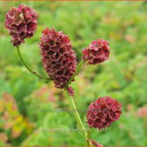 Sanguisorba 'Proud Mary'