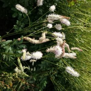 Sanguisorba 'White Brushes'