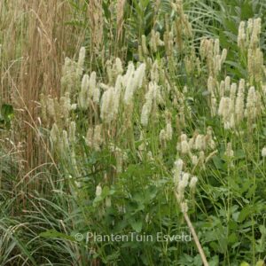Sanguisorba albiflora