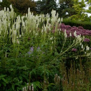 Sanguisorba canadensis