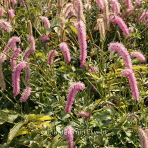 Sanguisorba hakusanensis 'Lilac Squirrel'
