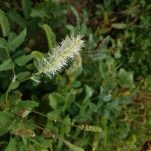 Sanguisorba obtusa 'Alba'