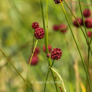Sanguisorba officinalis