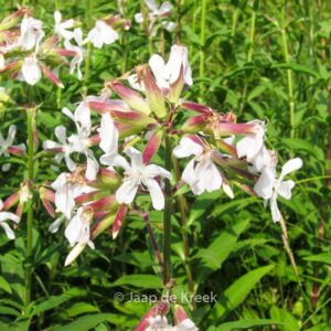 Saponaria officinalis
