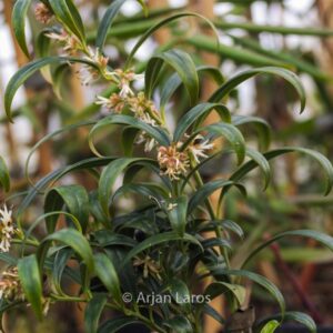 Sarcococca hookeriana 'Ghorepani'