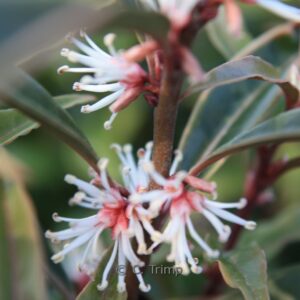 Sarcococca hookeriana 'Purple Stem'