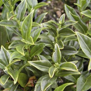 Sarcococca ruscifolia 'Dragon Gate'