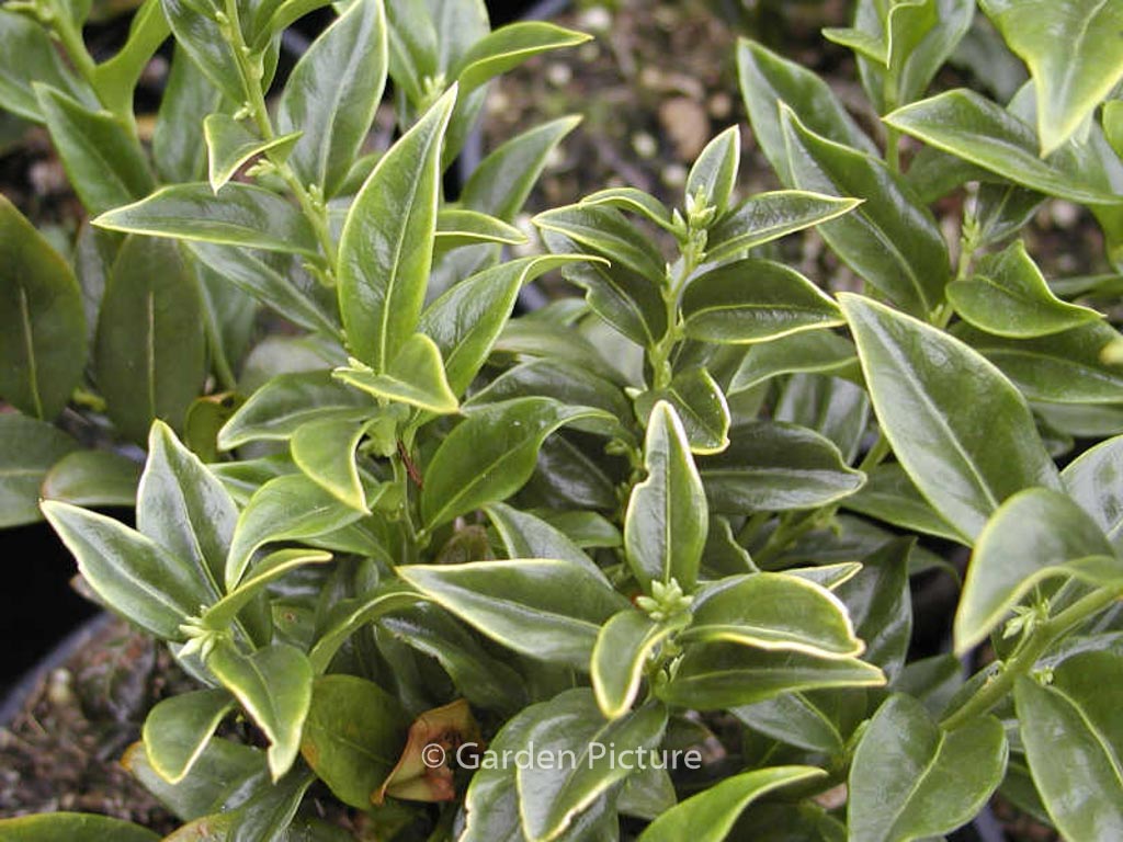 Sarcococca ruscifolia 'Dragon Gate'