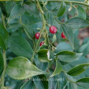 Sarcococca ruscifolia chinensis