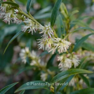 Sarcococca saligna