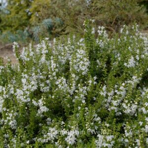 Satureja spicigera