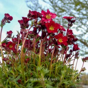 Saxifraga 'Peter Pan'