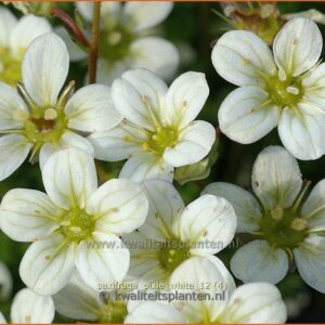 Saxifraga arendsii 'Pixie White'