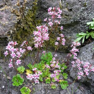 Saxifraga umbrosa 'Clarence Elliott'